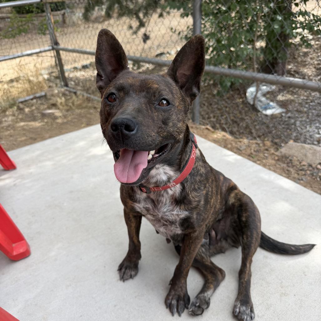 Polly Pockets (Courtesy Listing), a Adoptable Mixed Breed in Prescott, AZ image 1/4