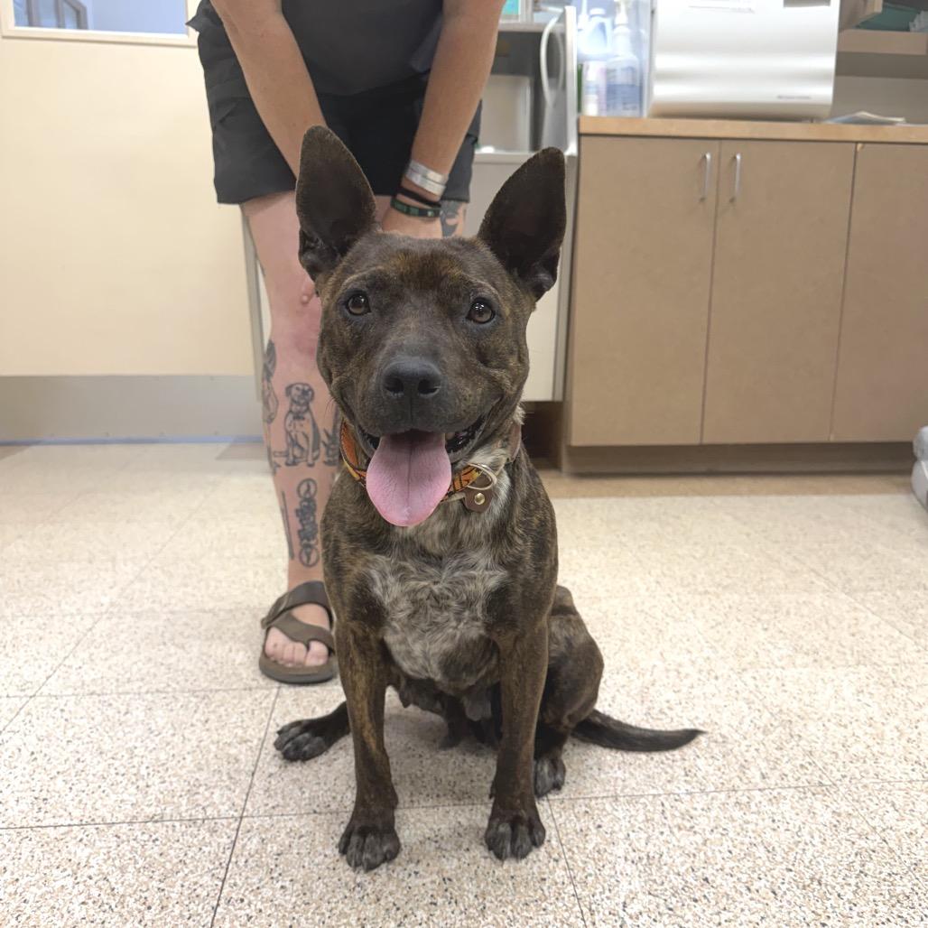 Polly Pockets (Courtesy Listing), a Adoptable Mixed Breed in Prescott, AZ image 2/4