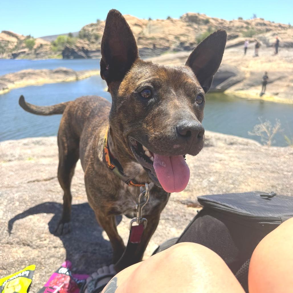 Polly Pockets (Courtesy Listing), a Adoptable Mixed Breed in Prescott, AZ image 3/4