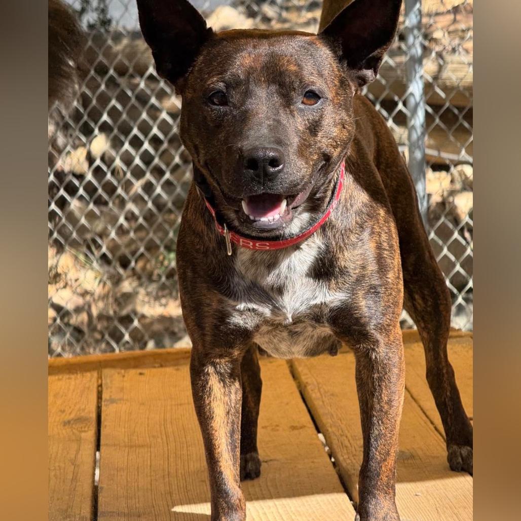 Polly Pockets (Courtesy Listing), a Adoptable Mixed Breed in Prescott, AZ image 4/4