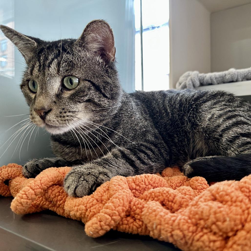 Enlarge Rum Tum Tugger, a Adoptable Domestic Short Hair in Hampton Bays, NY image 1/6