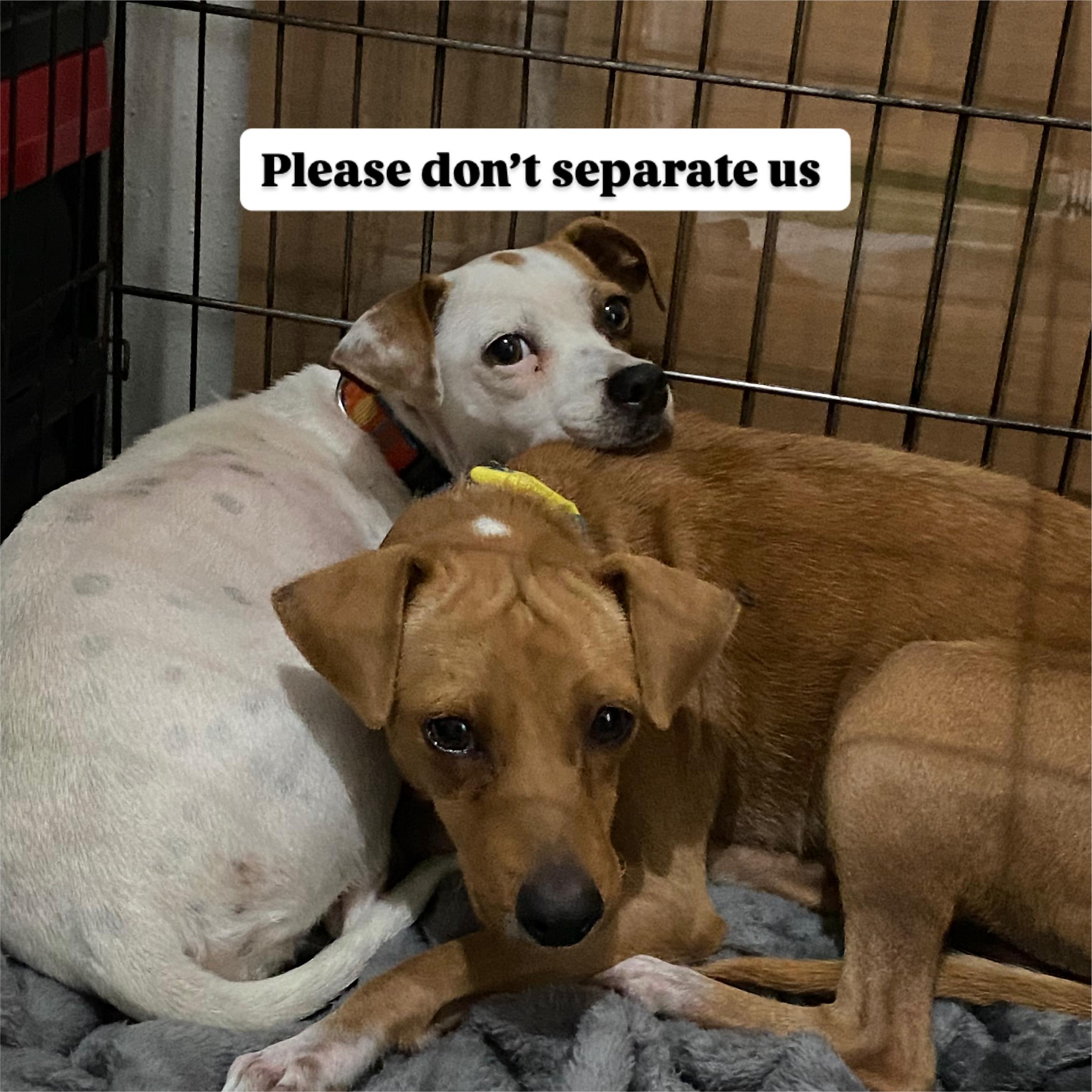 Marge and Doug, an adoptable Jack Russell Terrier, Affenpinscher in Boston, MA, 02116 | Photo Image 1