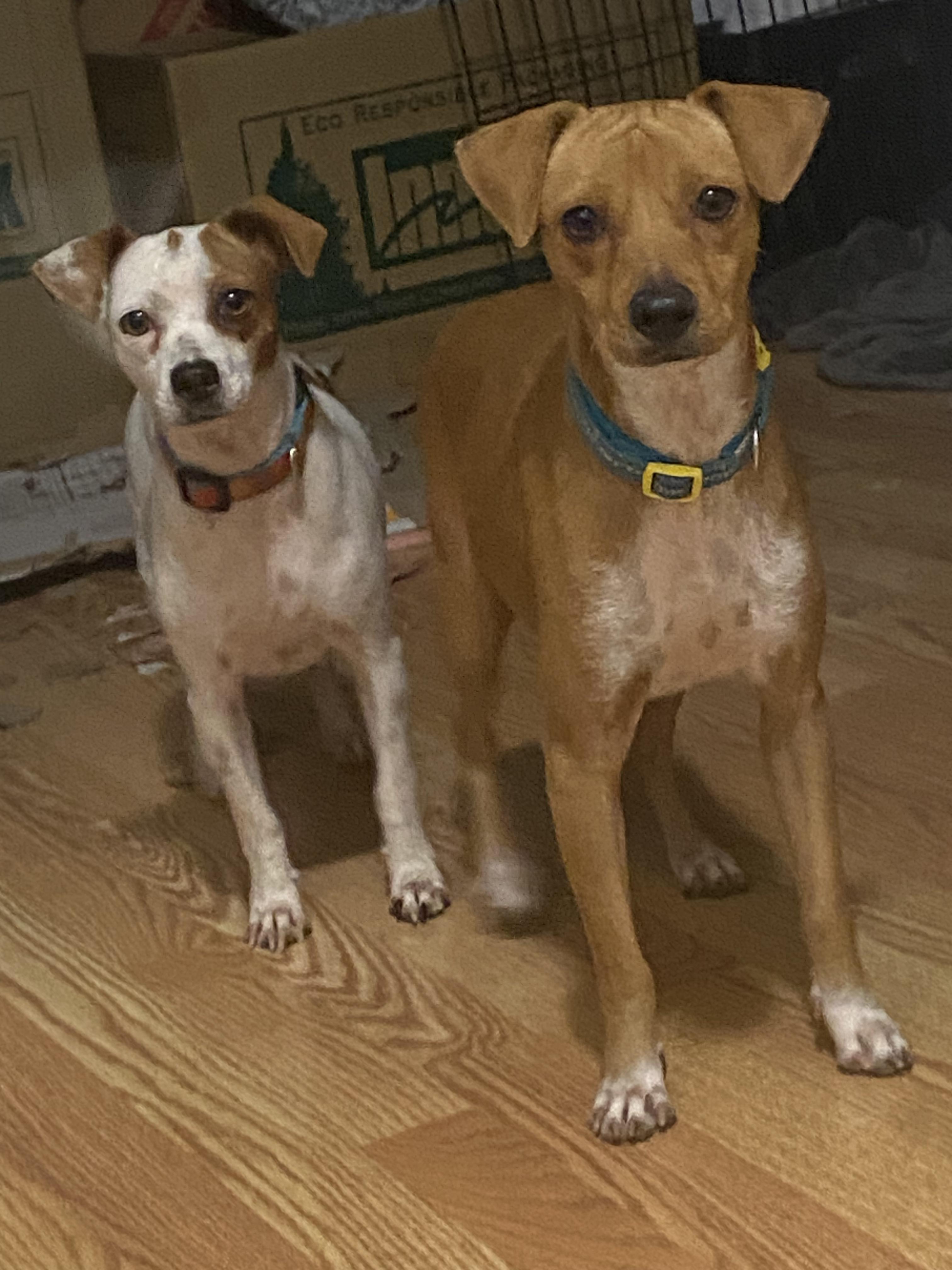 Marge and Doug, an adoptable Jack Russell Terrier, Affenpinscher in Boston, MA, 02116 | Photo Image 1