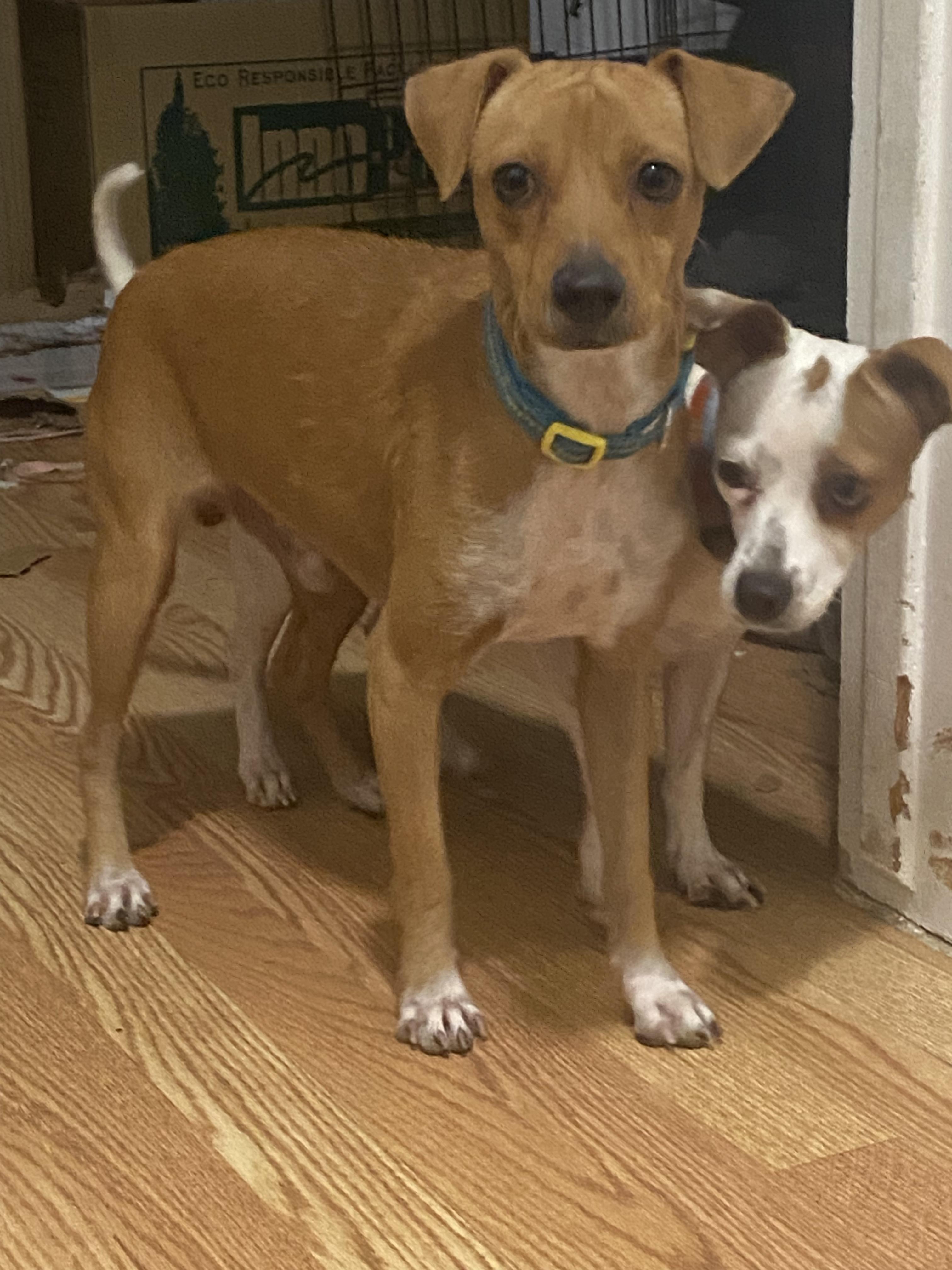 Marge and Doug, an adoptable Jack Russell Terrier, Affenpinscher in Boston, MA, 02116 | Photo Image 4