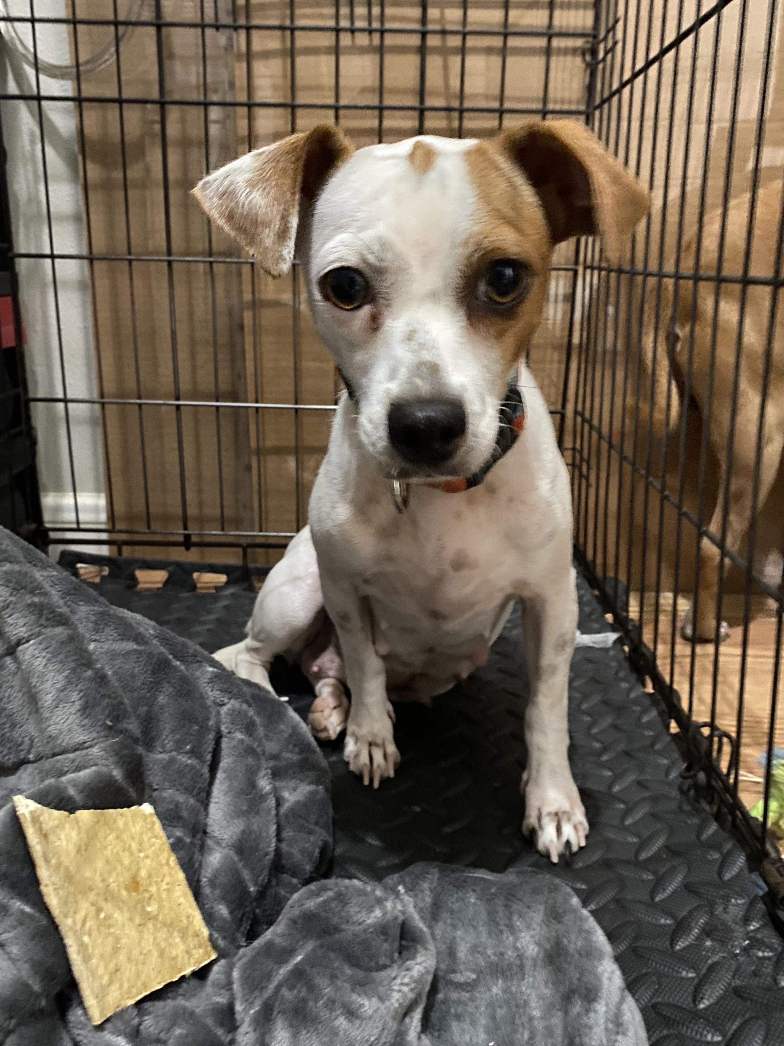 Marge and Doug, an adoptable Jack Russell Terrier, Affenpinscher in Boston, MA, 02116 | Photo Image 2