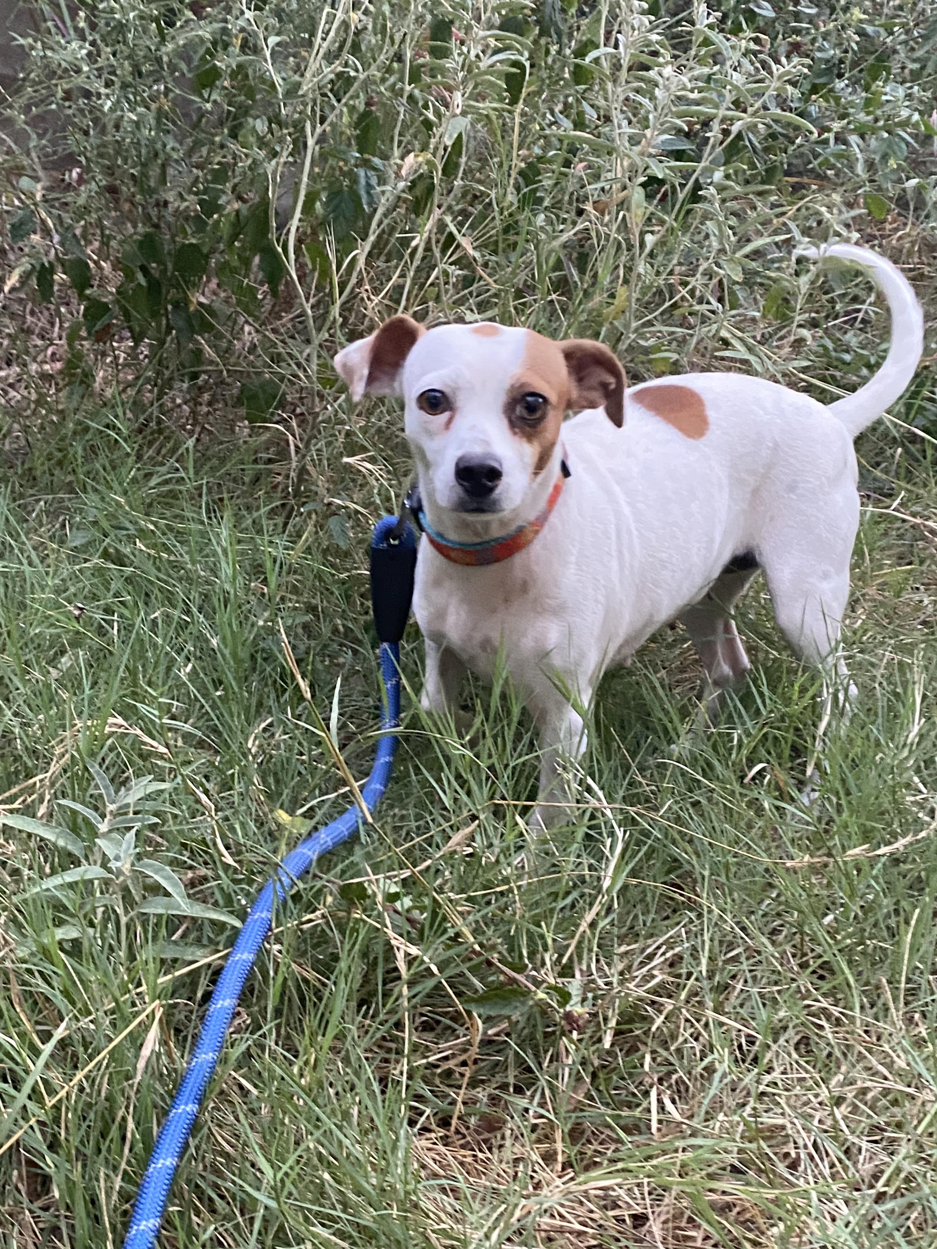 Marge and Doug, an adoptable Jack Russell Terrier, Affenpinscher in Boston, MA, 02116 | Photo Image 3