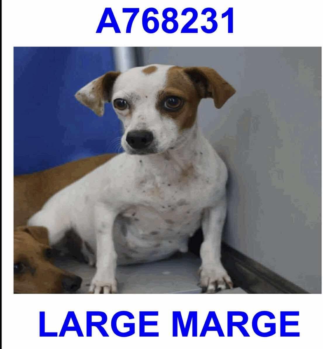 Marge photo 2