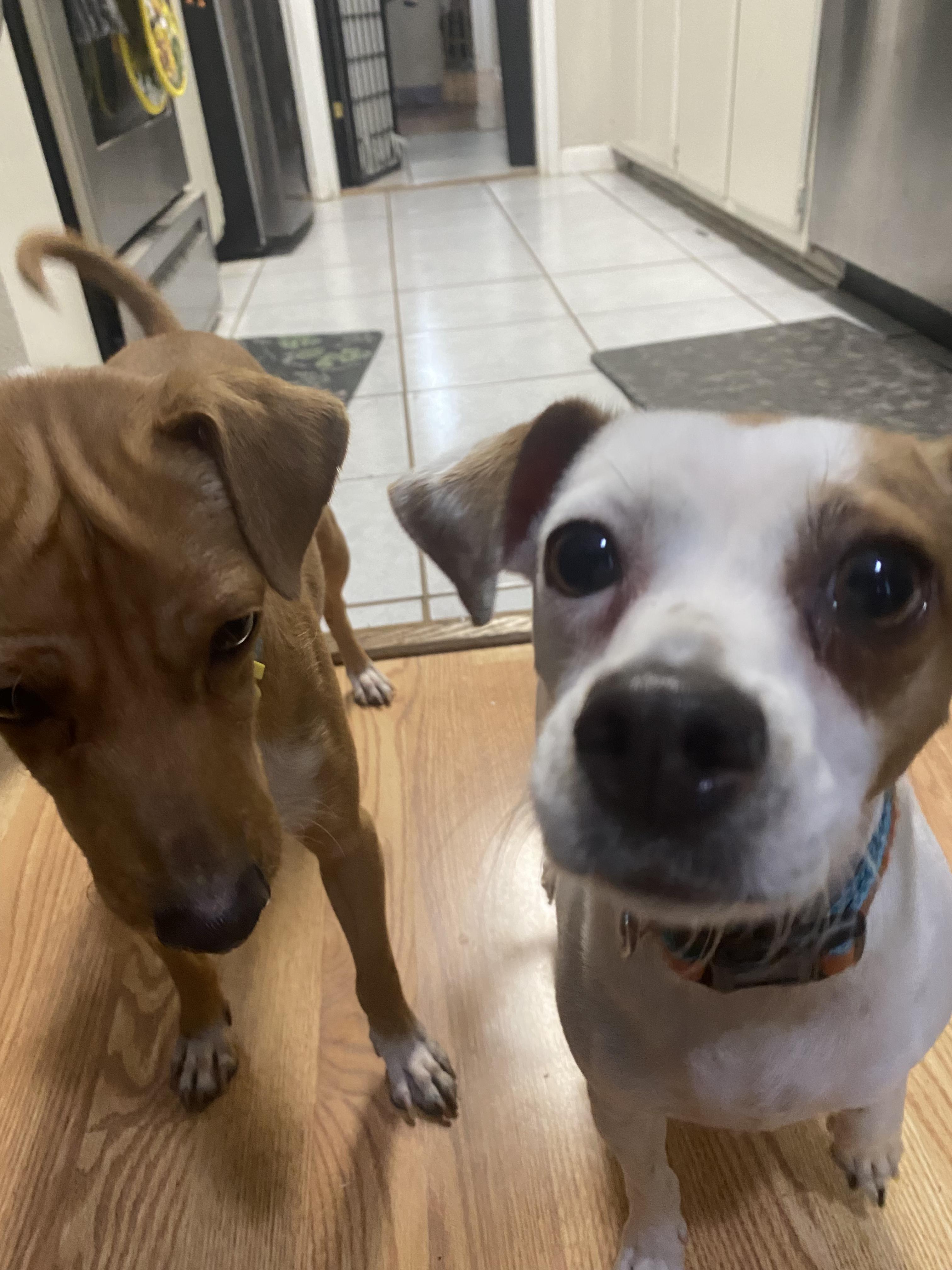 Marge and Doug, an adoptable Jack Russell Terrier, Affenpinscher in Boston, MA, 02116 | Photo Image 5