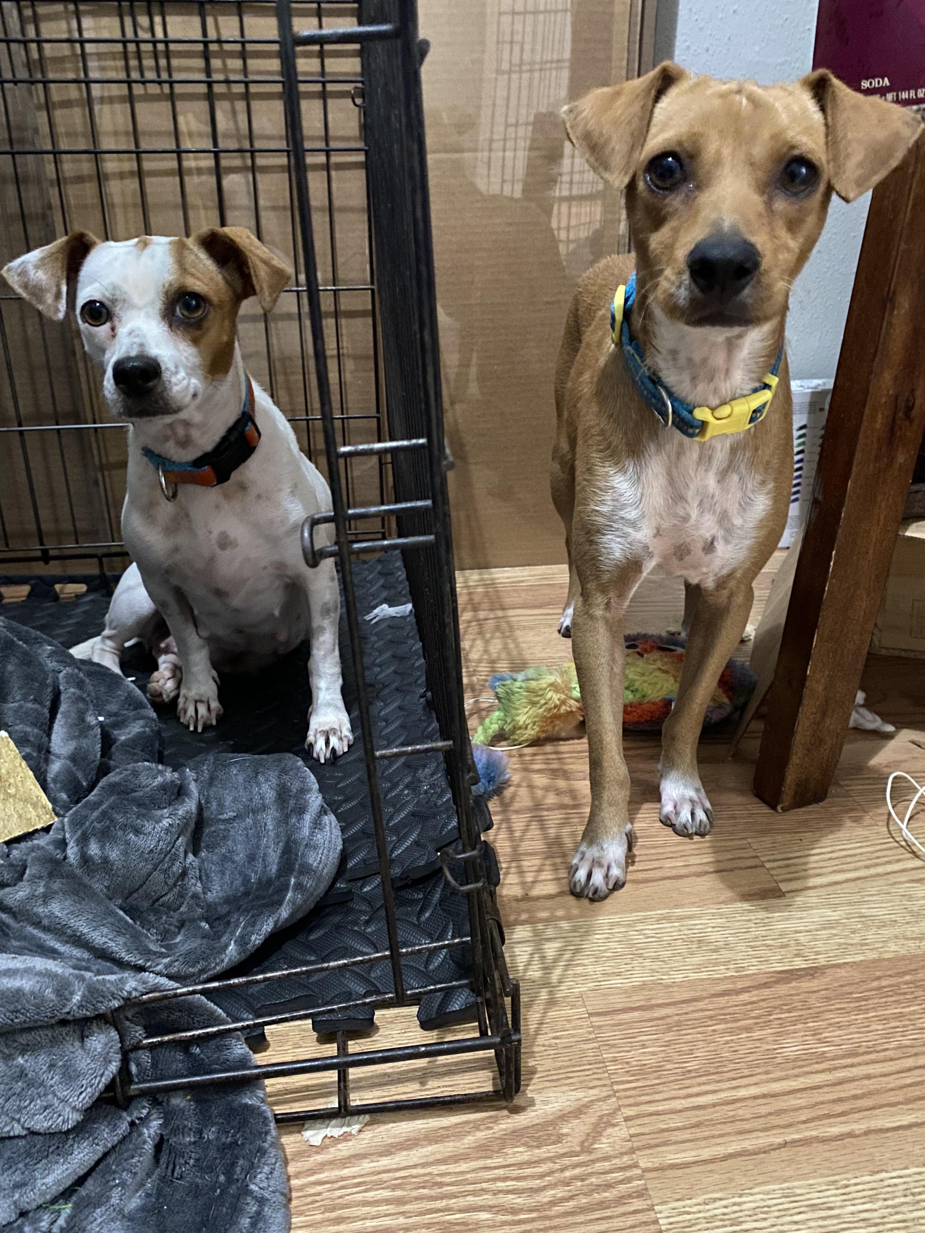 Marge and Doug, an adoptable Jack Russell Terrier, Affenpinscher in Boston, MA, 02116 | Photo Image 6