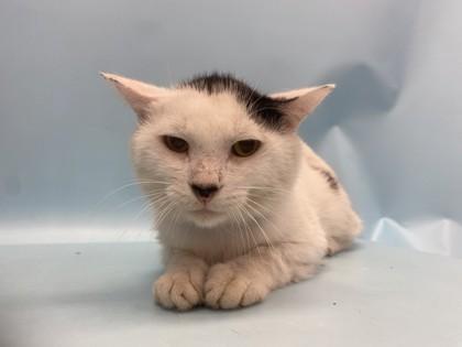 Tilapia, Adoptable, Adult Male Domestic Short Hair & Domestic Short Hair.