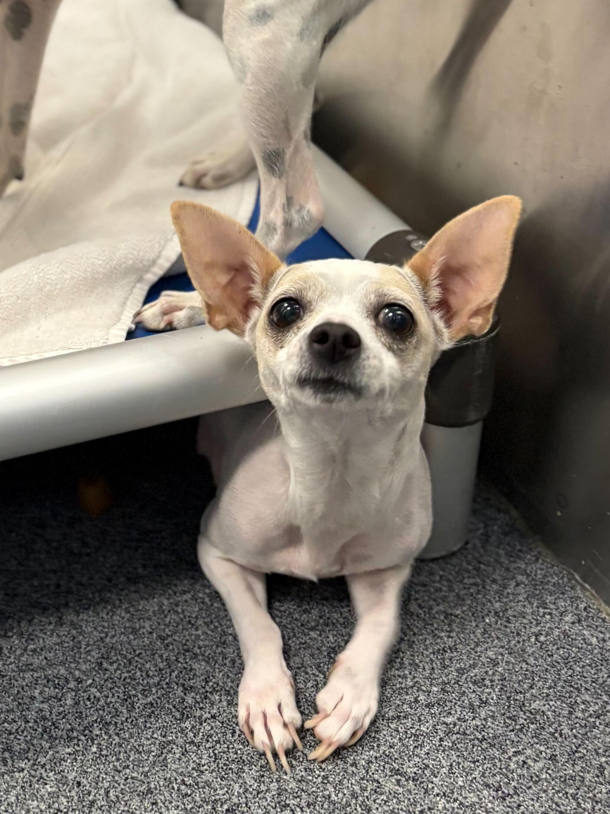 Enlarge Anais, an adopted mixed breed in Portland, ME image 1/2