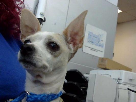 Enlarge Anais, an adopted mixed breed in Portland, ME image 2/2