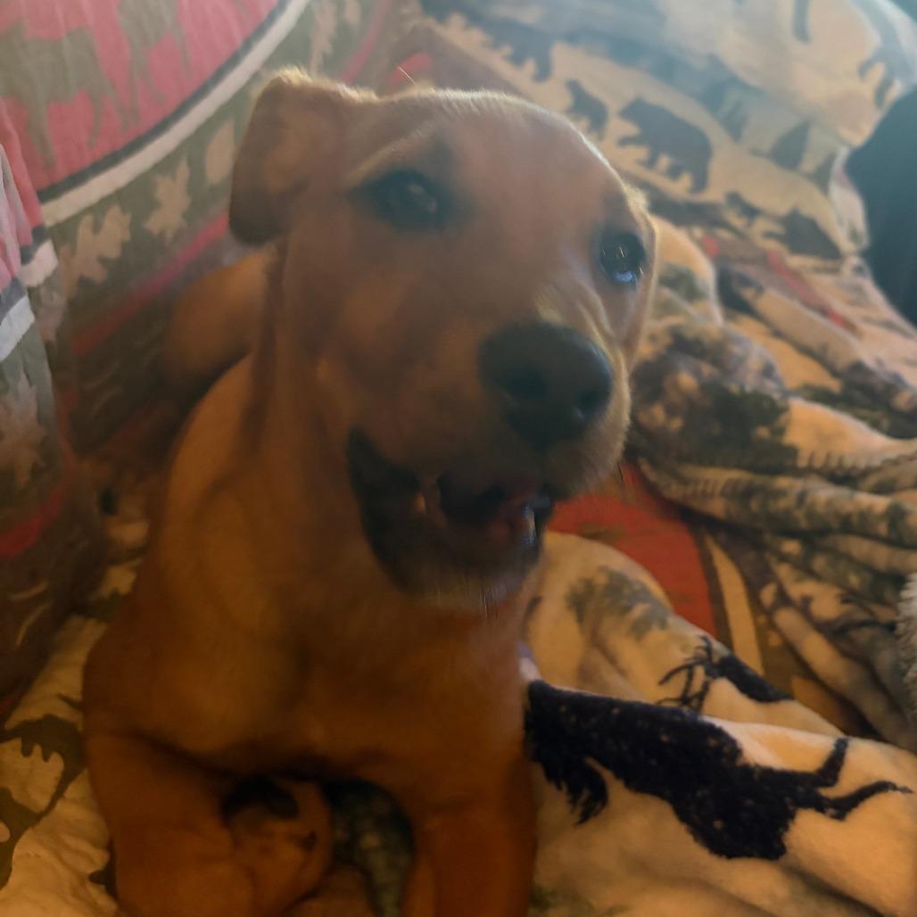 Enlarge Jax *                  (courtesy post), a Adoptable mixed breed in Waynesville, NC image 1/5