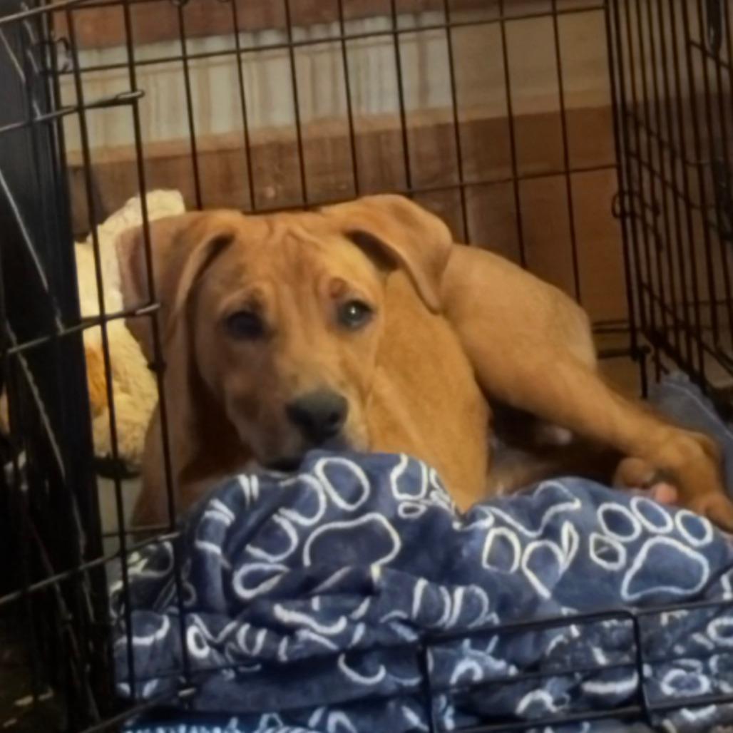 Enlarge Jax *                  (courtesy post), a Adoptable mixed breed in Waynesville, NC image 2/5