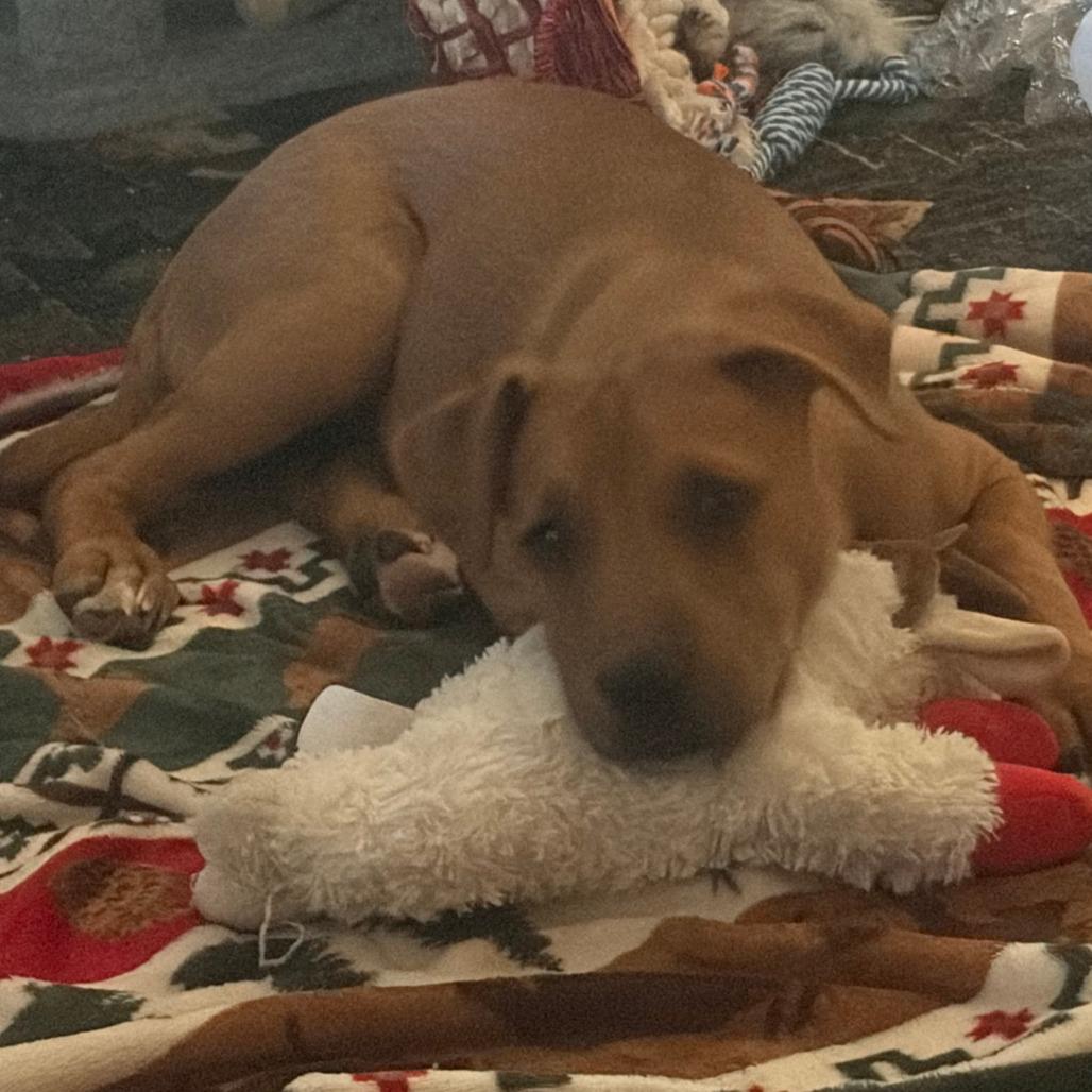 Enlarge Jax *                  (courtesy post), a Adoptable mixed breed in Waynesville, NC image 3/5