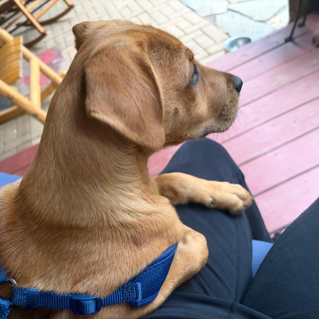 Enlarge Jax *                  (courtesy post), a Adoptable mixed breed in Waynesville, NC image 4/5