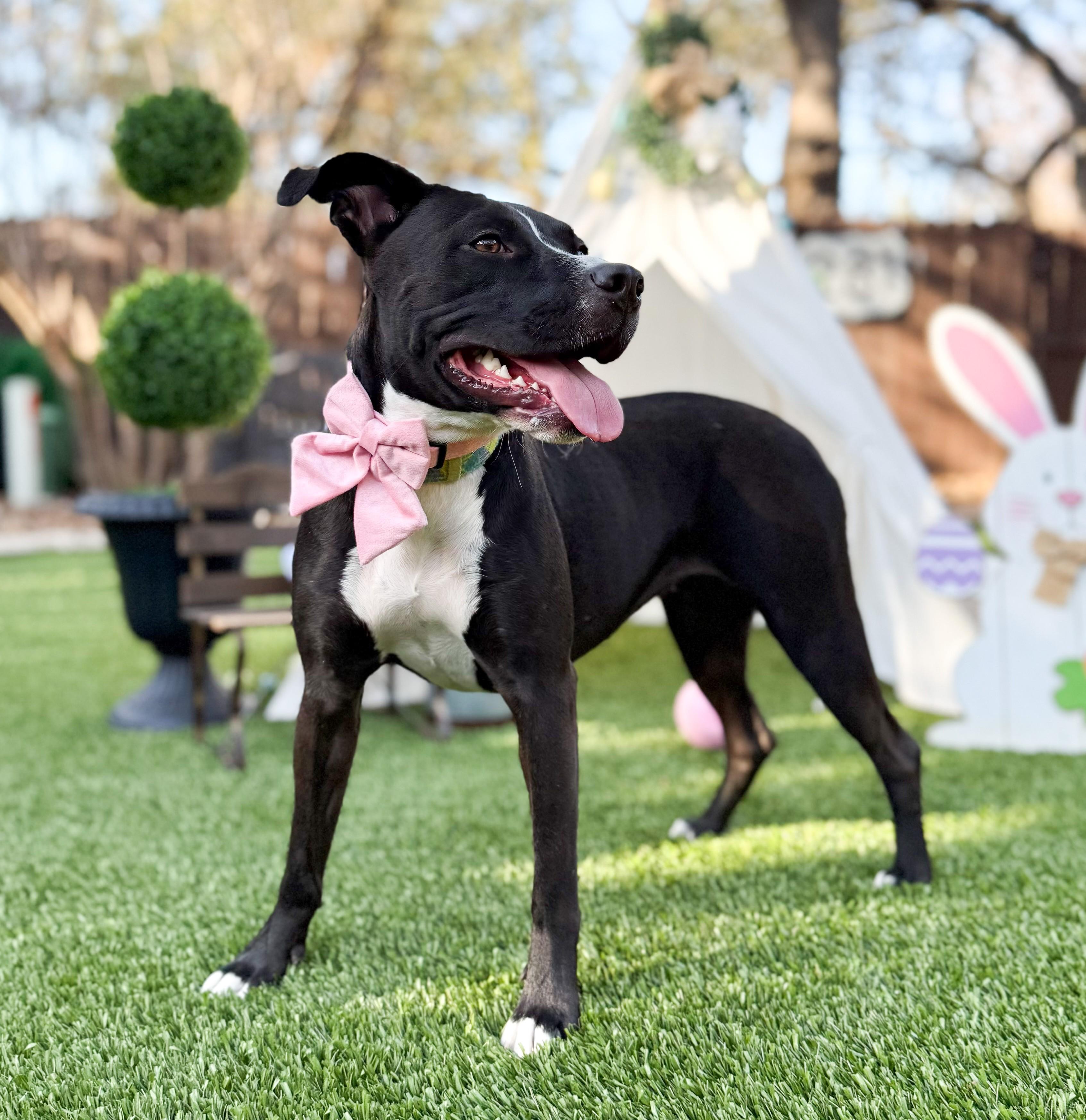 Nugget, Adoptable, Adult Female Terrier & Labrador Retriever.