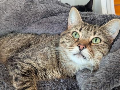 Enlarge Sir FiceT, a Adoptable mixed breed in Divide, CO image 1/1