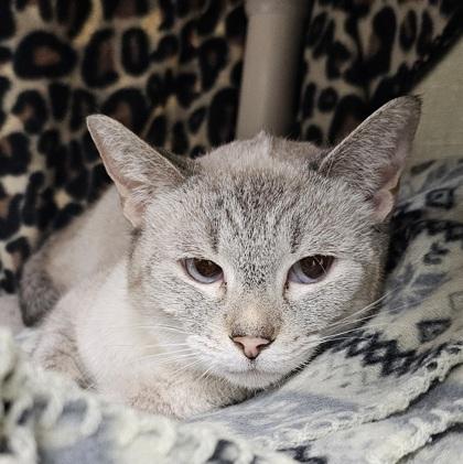 Enlarge Thistle, a Adoptable mixed breed in Scotia, NY image 1/3