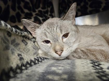 Enlarge Thistle, a Adoptable mixed breed in Scotia, NY image 2/3