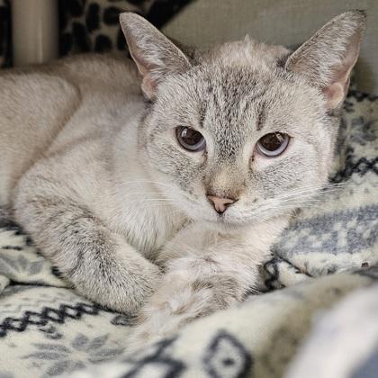 Enlarge Thistle, a Adoptable mixed breed in Scotia, NY image 3/3