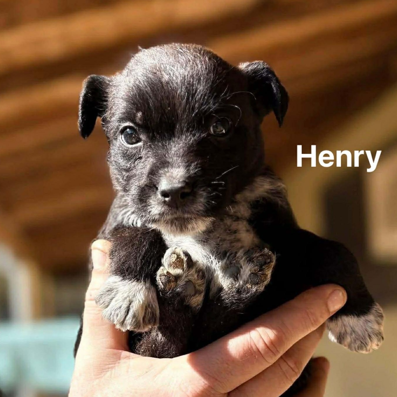 Henry , an adopted mixed breed in Westport, MA image 1/3