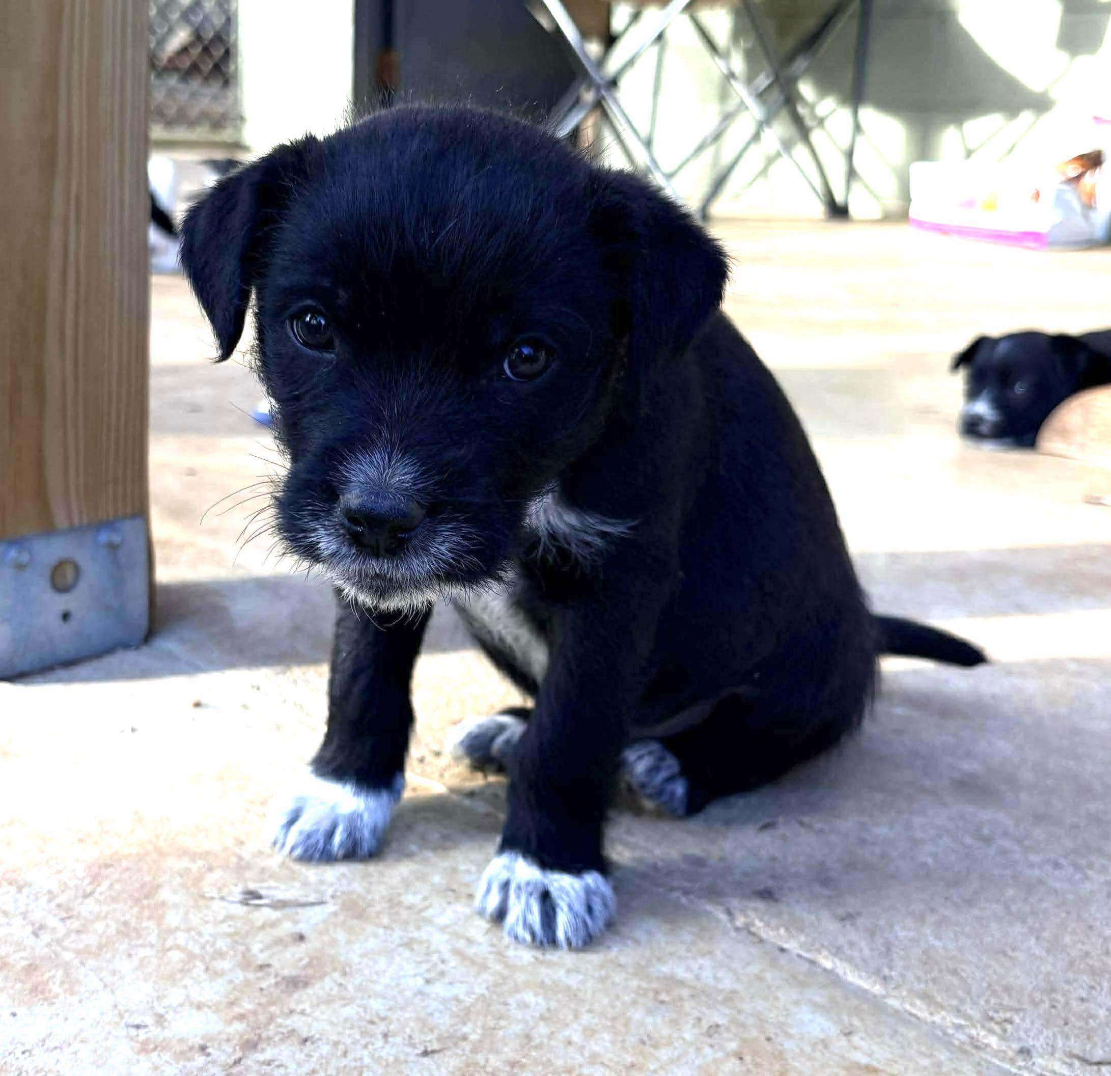 Henry , an adopted mixed breed in Westport, MA image 2/3