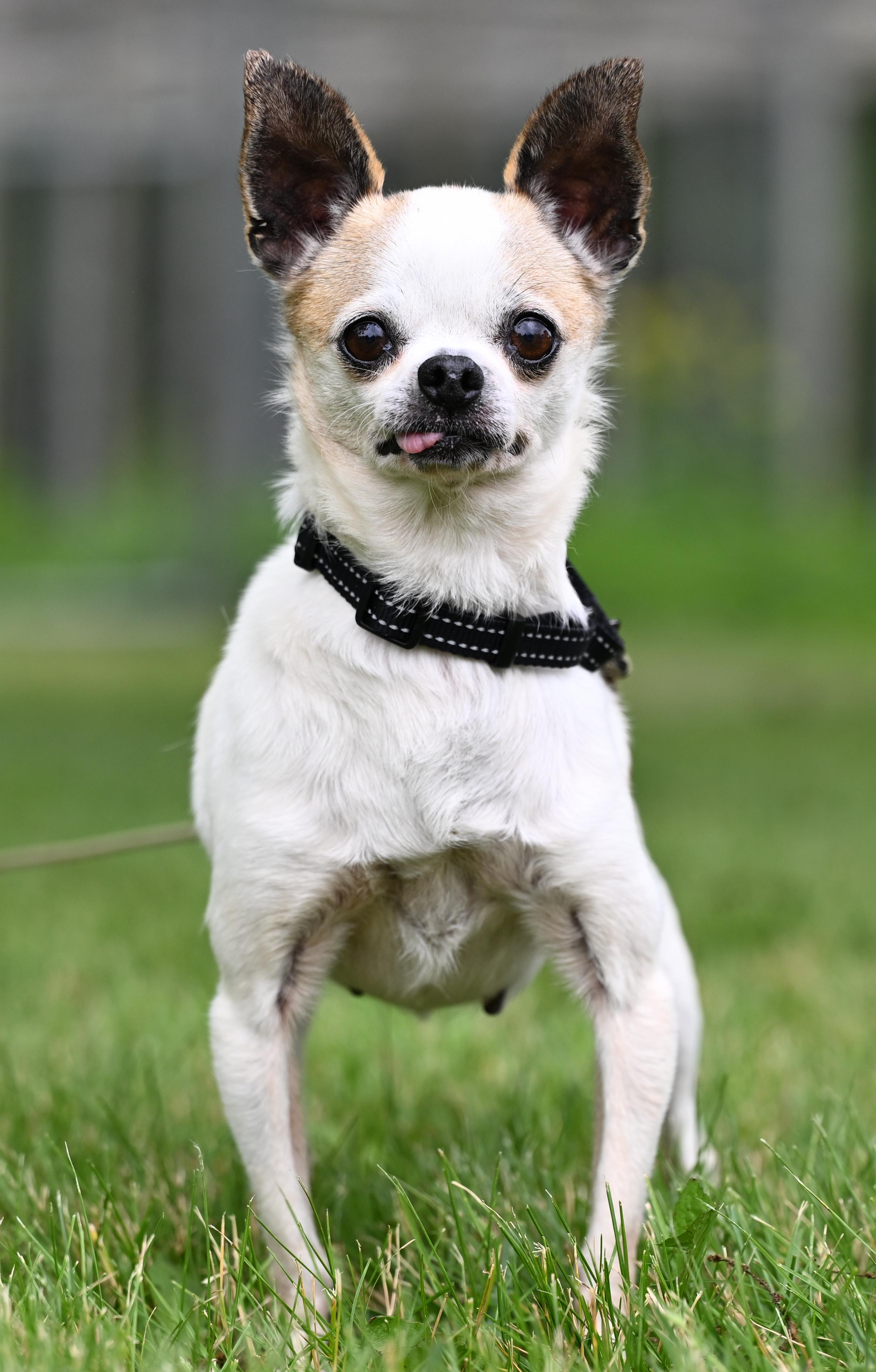 Chihuahua Mix Chiweenie Adoption Near Me Animal Chihuahua Rescue