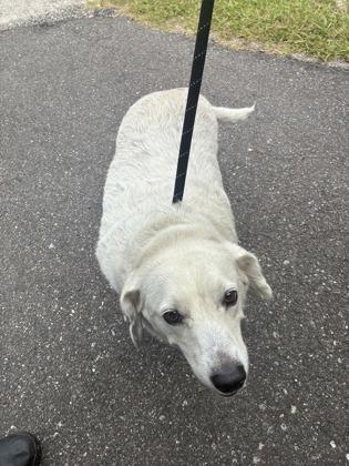 Callie, a ADOPTABLE mixed breed in Inverness, FL image 2/2