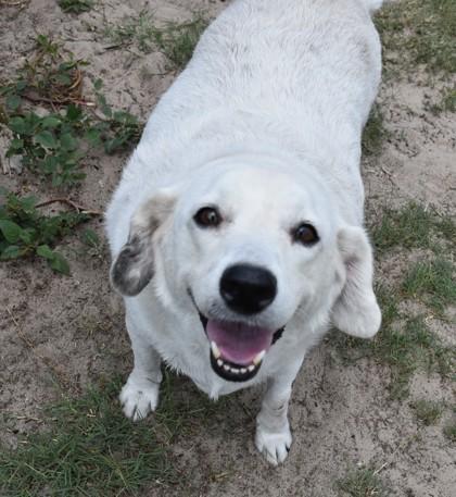Callie, a ADOPTABLE mixed breed in Inverness, FL image 1/2