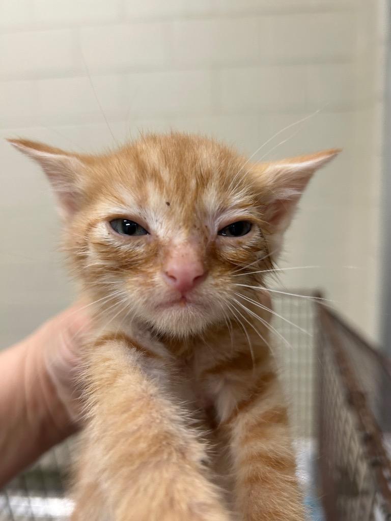 2026-03-071, Adopted, Kitten Male Domestic Short Hair.
