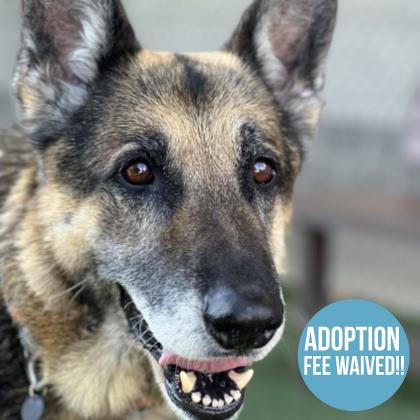 German Shepherd Rescue Sacramento