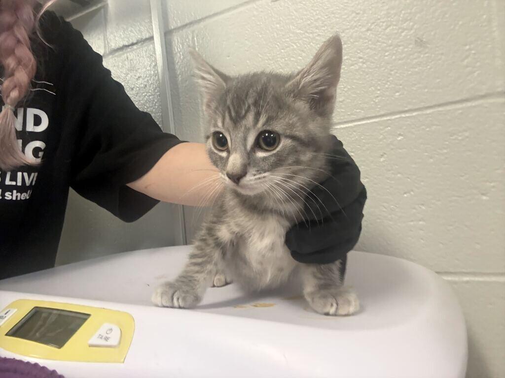 Enlarge Yamaha, a Adoptable Domestic Short Hair in Cincinnati, OH image 1/1