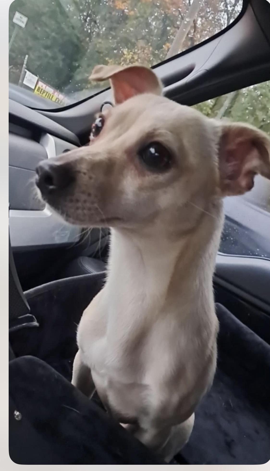 Enlarge Jack3, a Adoptable mixed breed in Stoughton, MA image 1/6