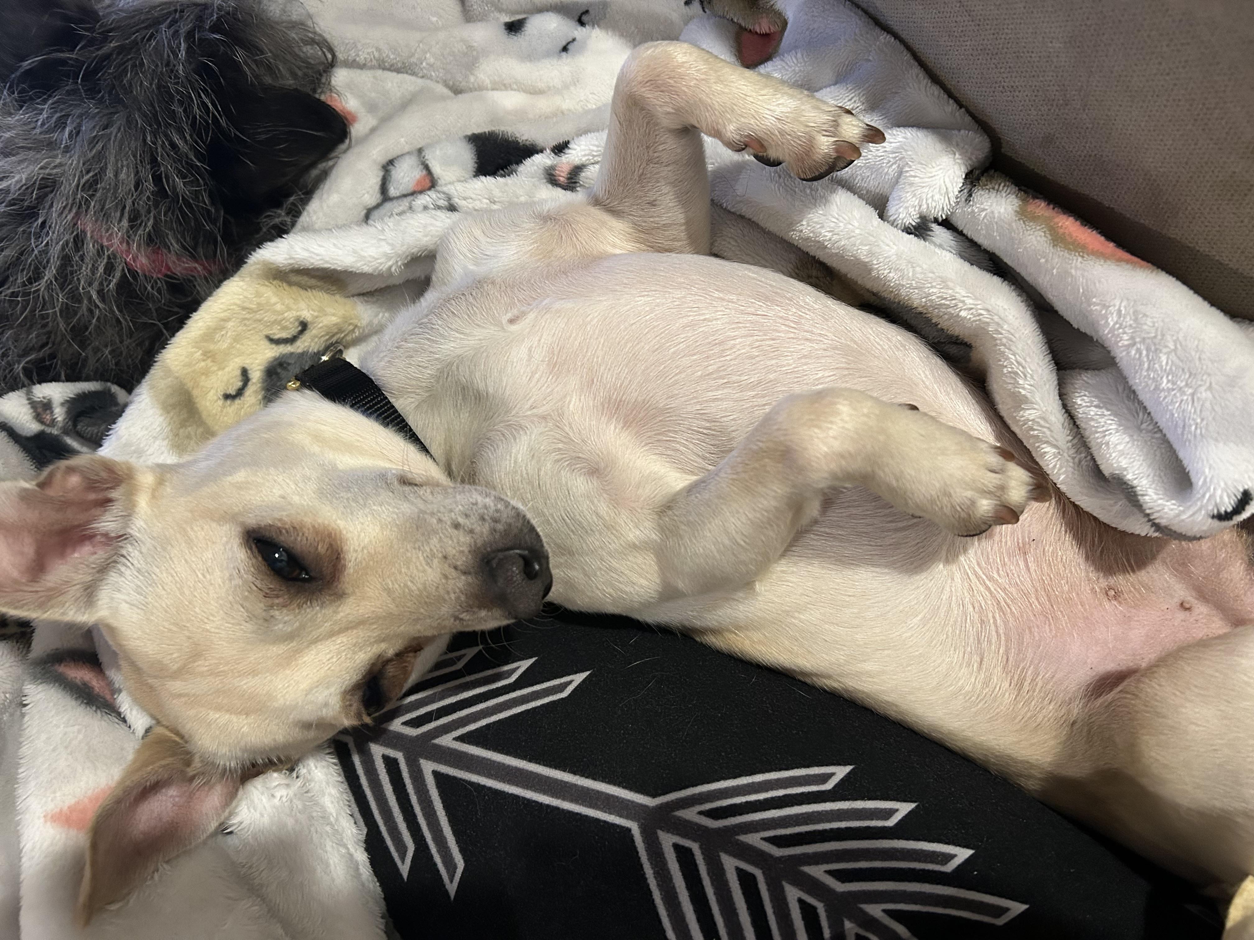 Enlarge Jack3, a Adoptable mixed breed in Stoughton, MA image 2/6