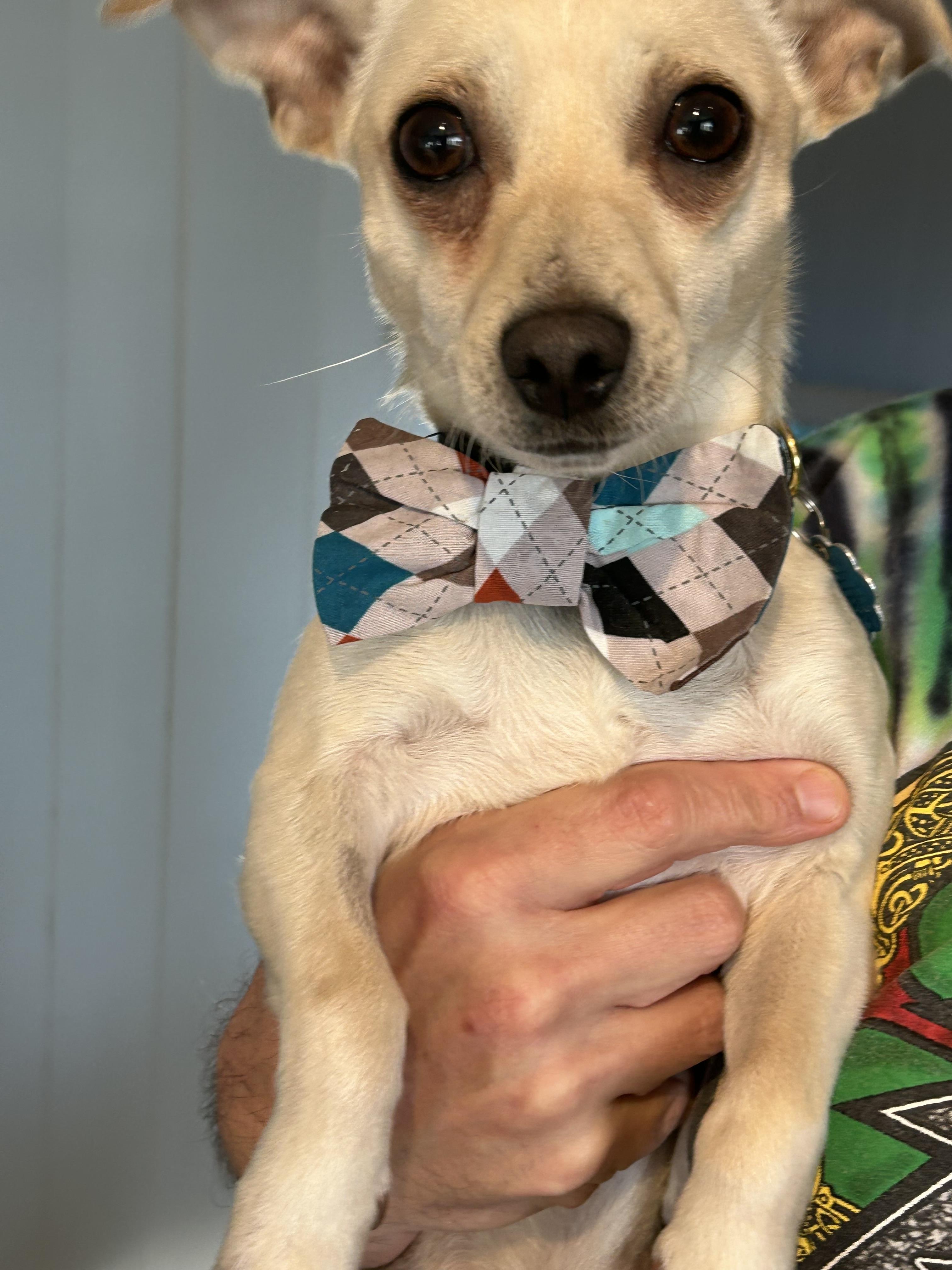 Enlarge Jack3, a Adoptable mixed breed in Stoughton, MA image 3/6