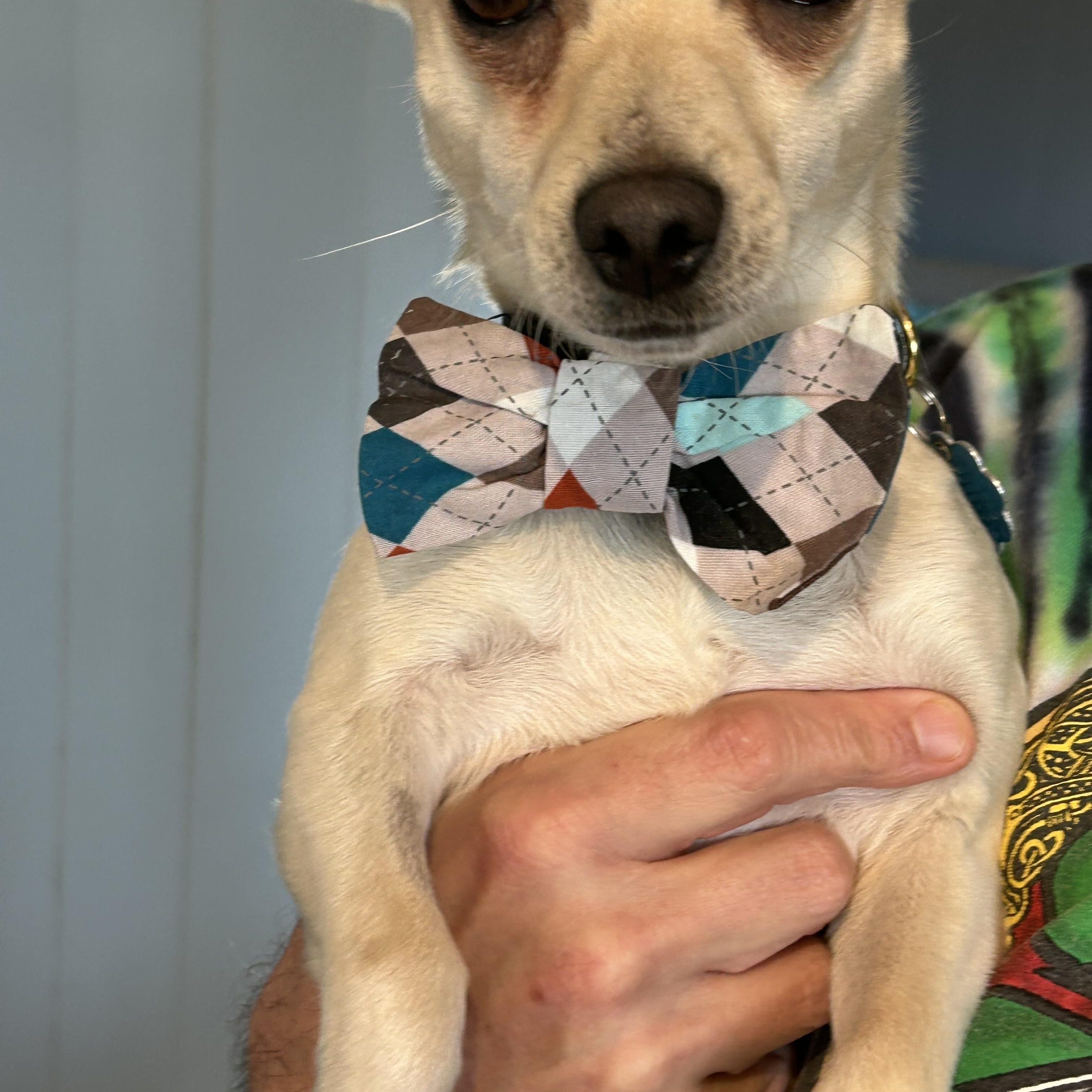 Jack3, a Adoptable mixed breed in Anderson, SC image 3/6