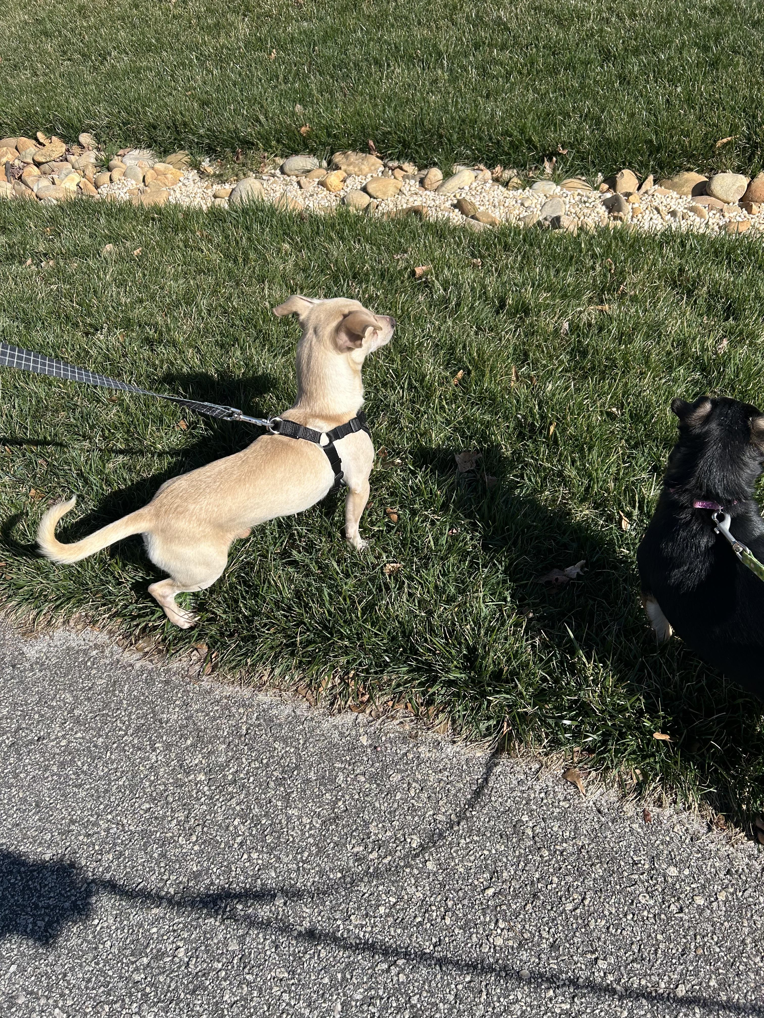 Enlarge Jack3, a Adoptable mixed breed in Stoughton, MA image 4/6