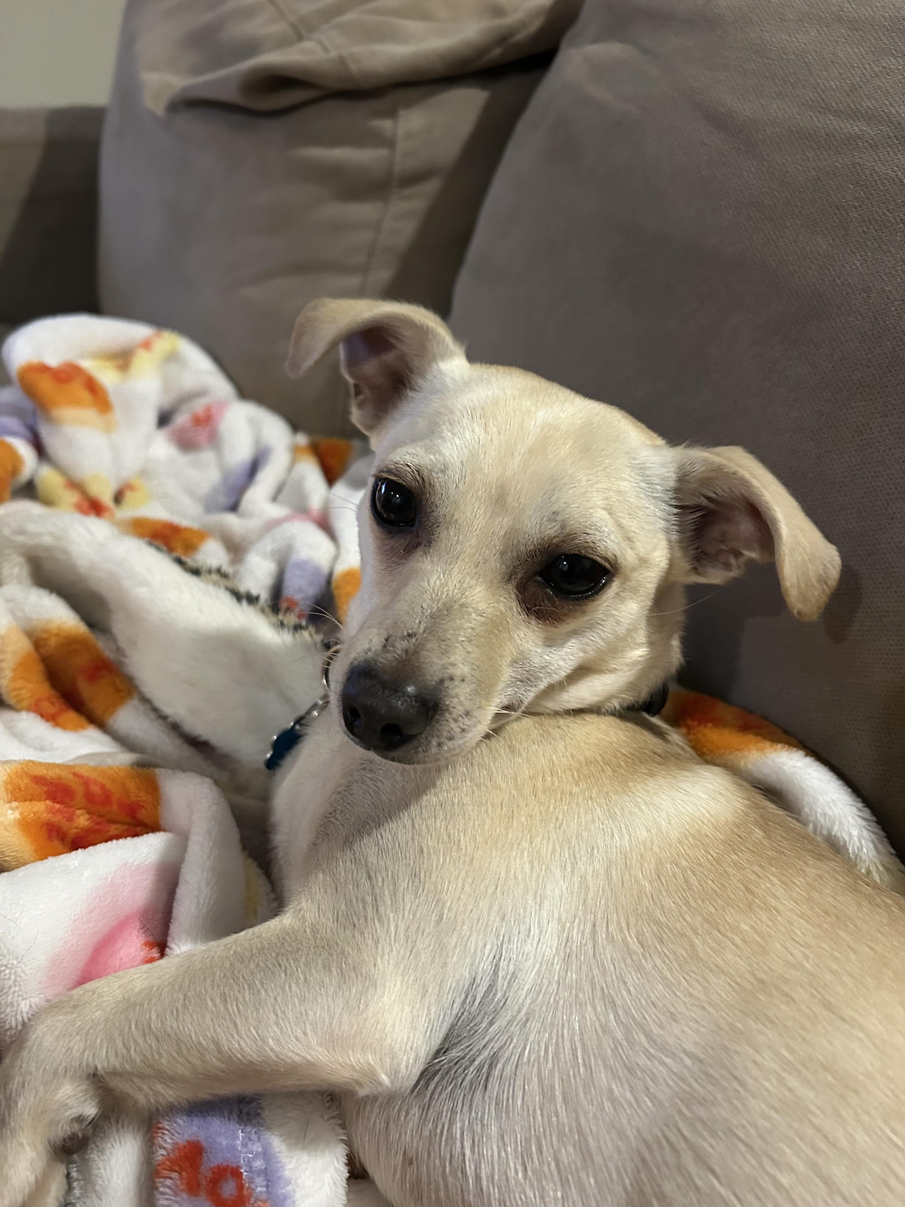 Enlarge Jack3, a Adoptable mixed breed in Stoughton, MA image 5/6