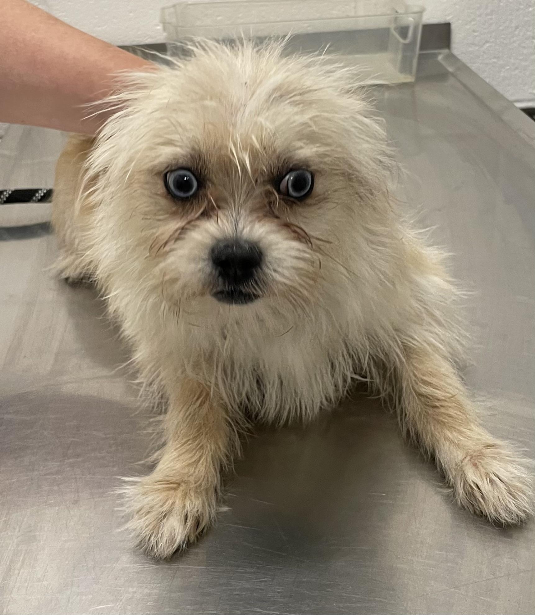 Enlarge Hobbit ADOPTED, an adopted Terrier in Canton, OH image 2/4