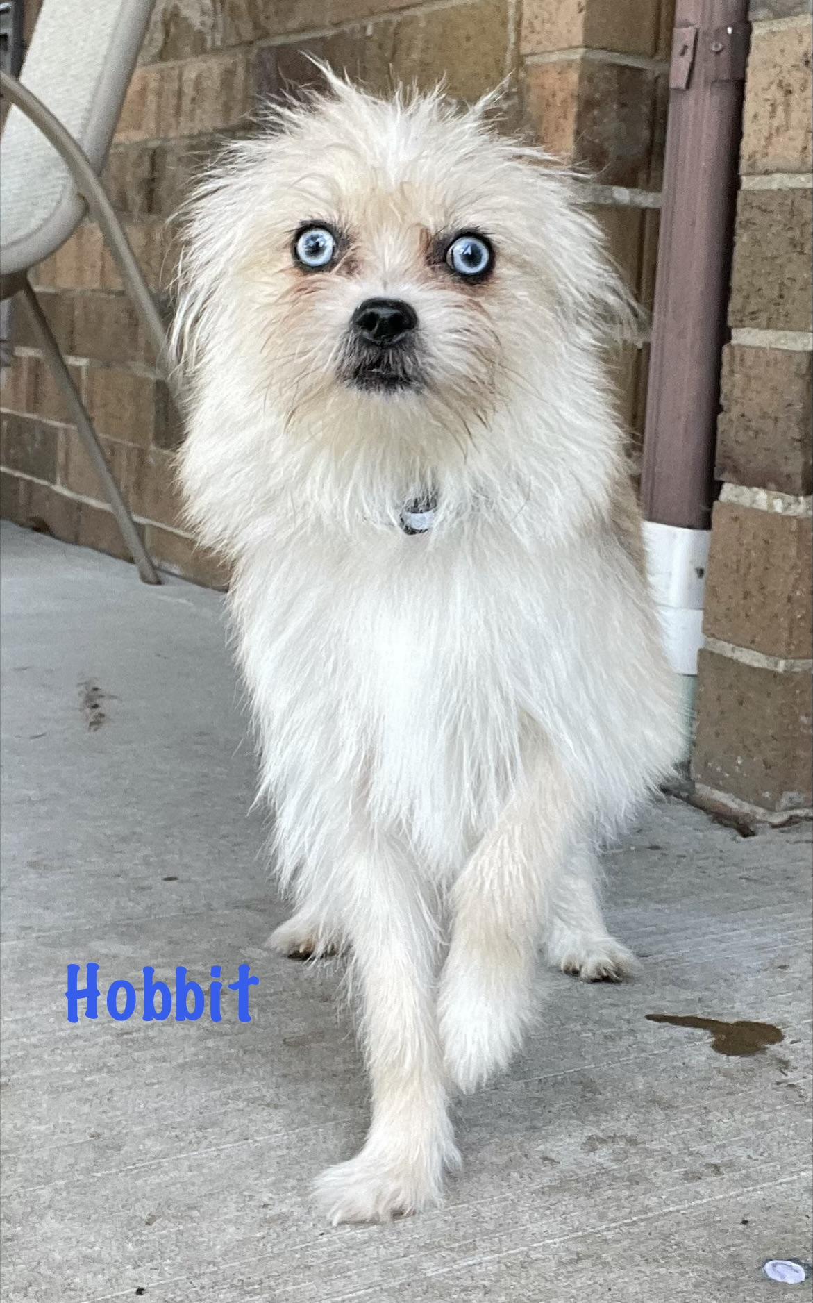 Hobbit ADOPTED, adopted, Young Male Terrier.