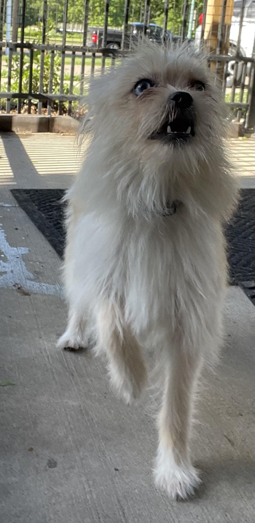 Enlarge Hobbit ADOPTED, an adopted Terrier in Canton, OH image 3/4