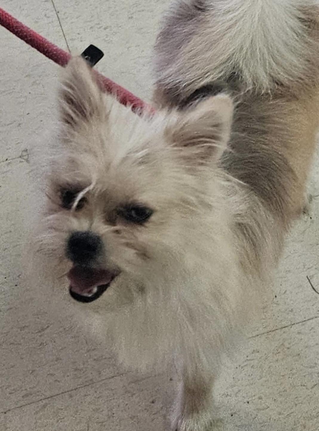 Enlarge Hobbit ADOPTED, an adopted Terrier in Canton, OH image 4/4