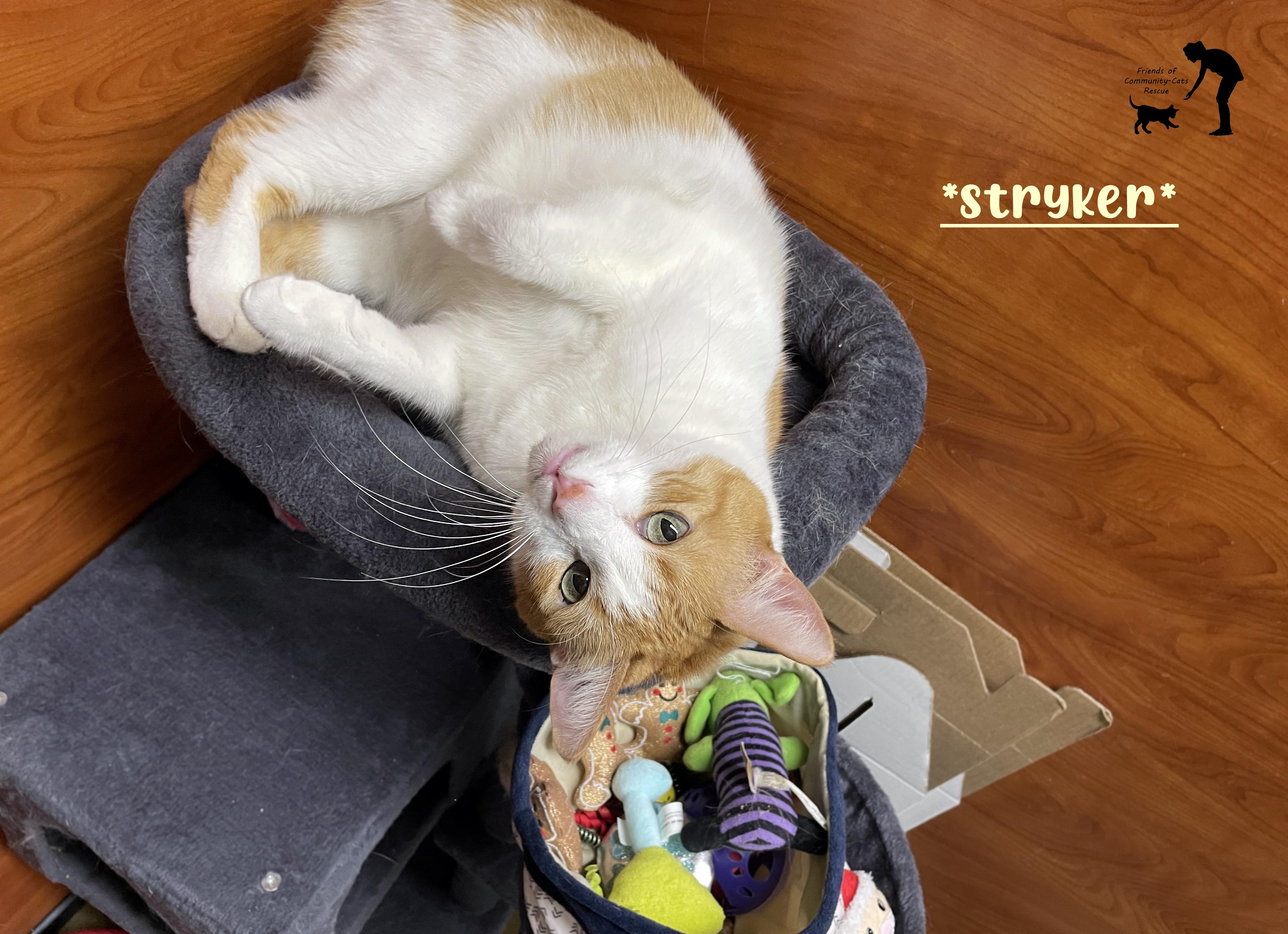 Stryker, ADOPTABLE, Adult Male Domestic Short Hair.