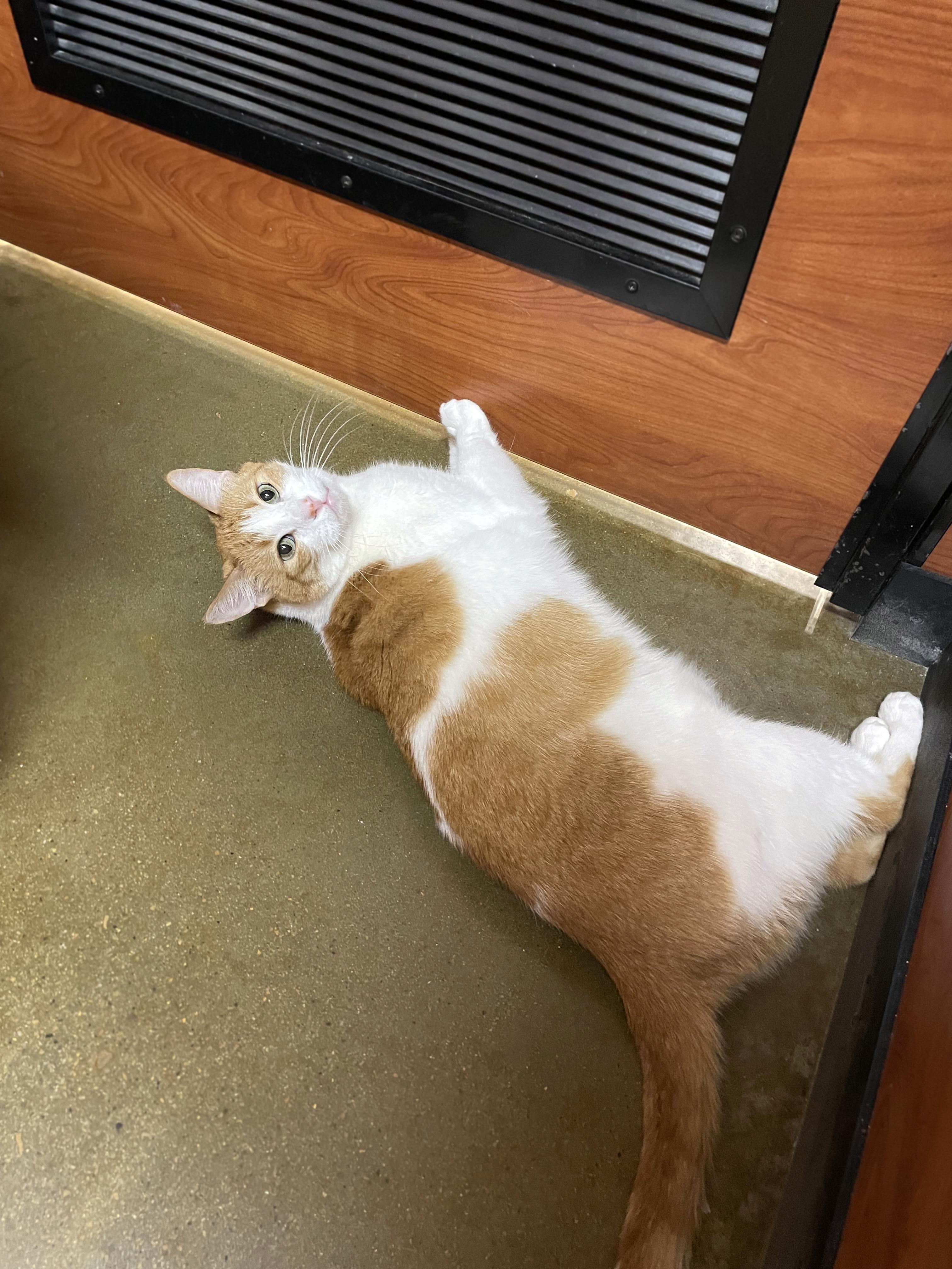 Stryker, a ADOPTABLE Domestic Short Hair in Centerville, UT image 3/4