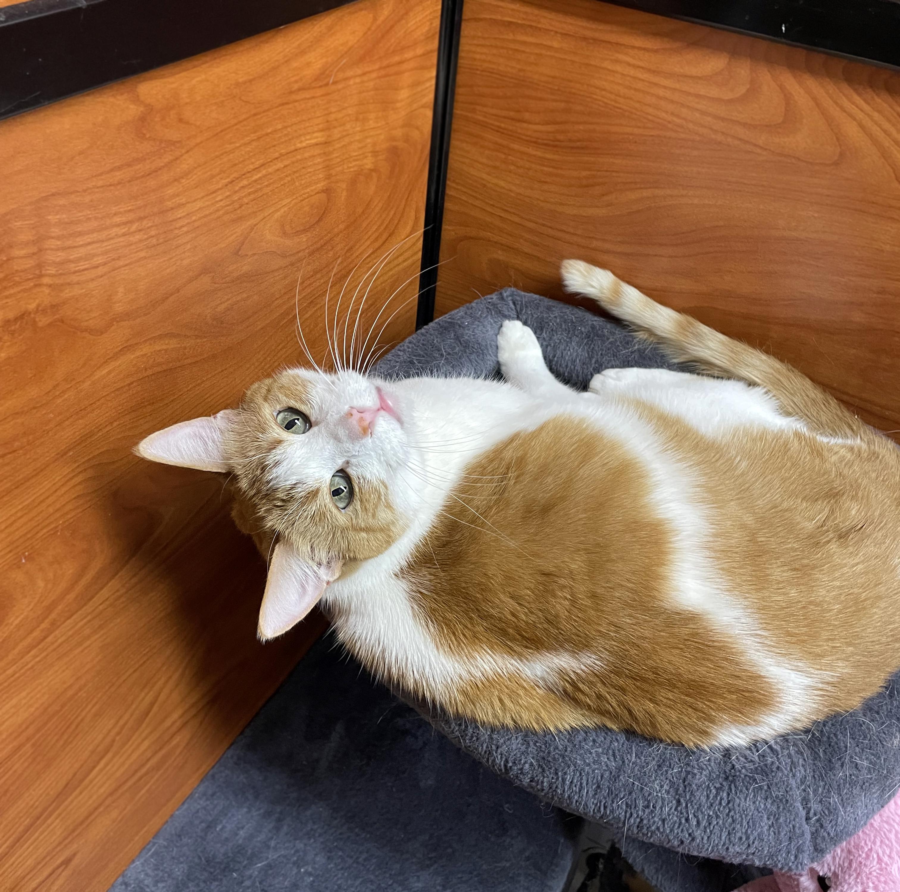 Stryker, a ADOPTABLE Domestic Short Hair in Centerville, UT image 2/4