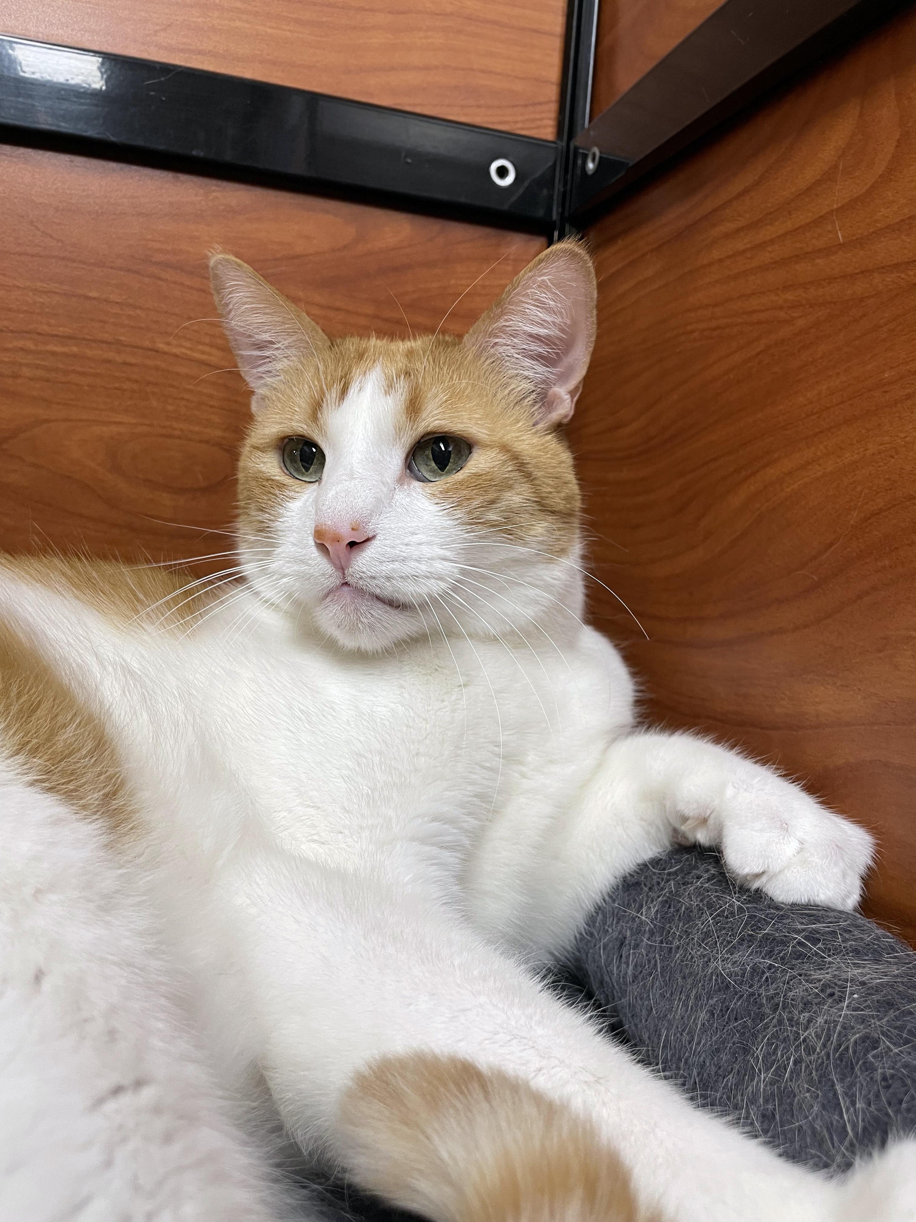 Stryker, a ADOPTABLE Domestic Short Hair in Centerville, UT image 4/4