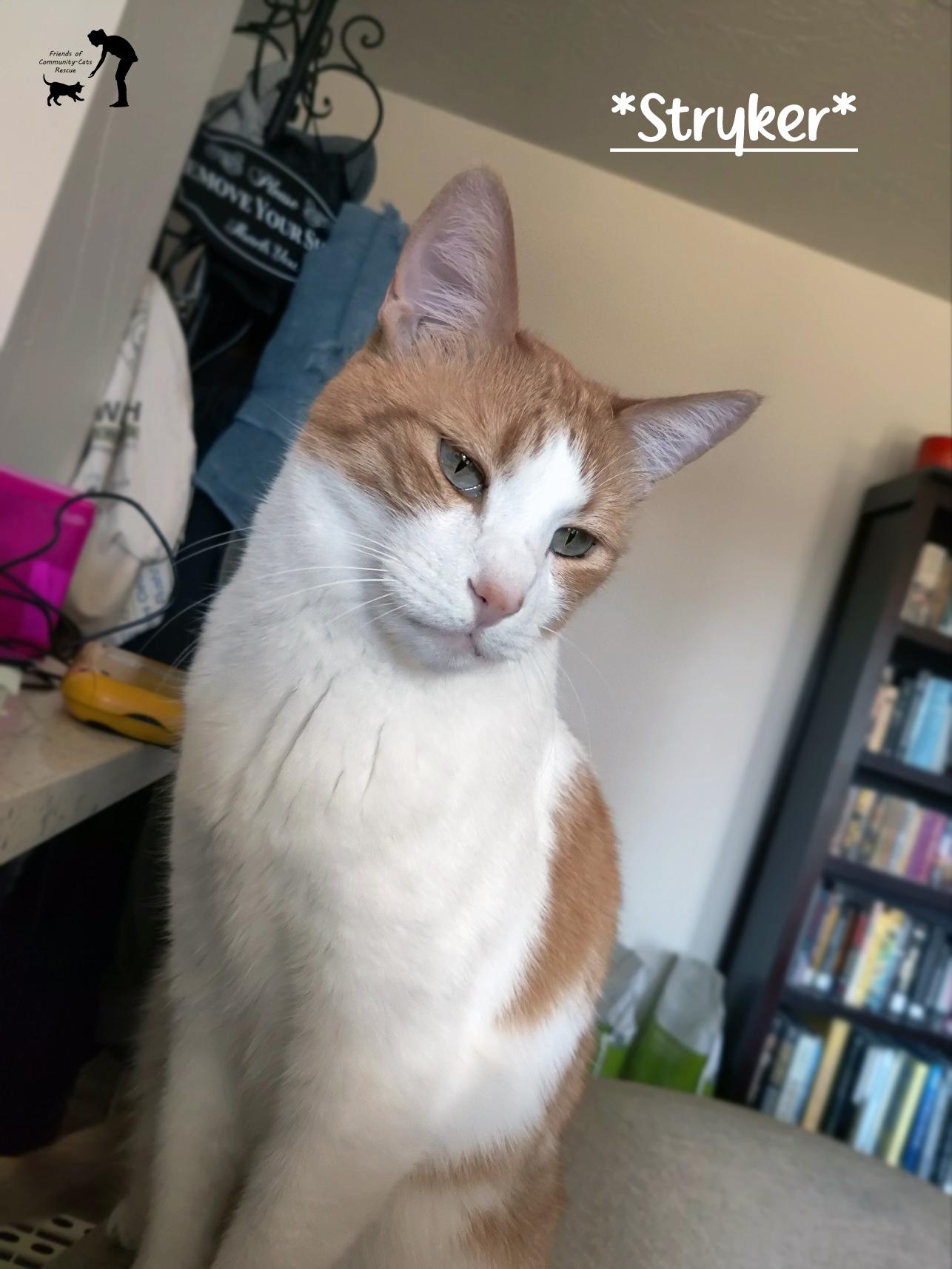 Enlarge Stryker, a ADOPTABLE Domestic Short Hair in Centerville, UT image 1/1