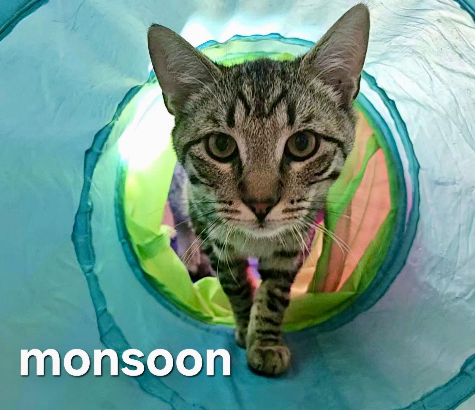 Monsoon, Adoptable, Adult Male Domestic Short Hair.