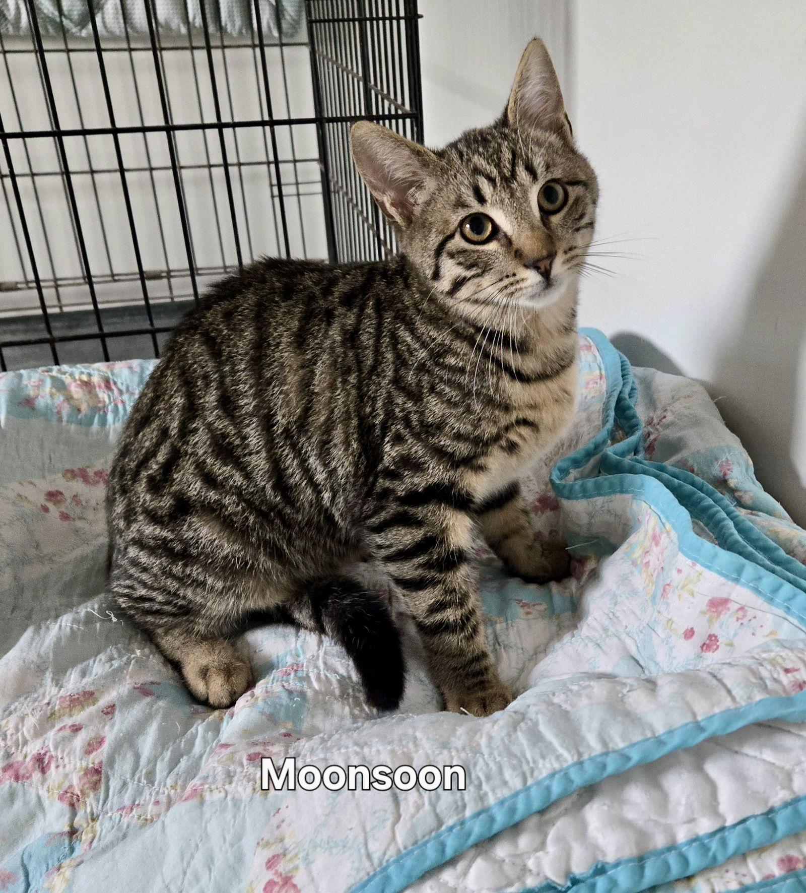 Enlarge Monsoon, a Adoptable Domestic Short Hair in Penndel, PA image 2/3